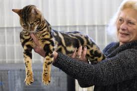 All available kitties for sale kitties for adoption retired breeding cats breeding cats. 50 Most Adorable Bengal Cat Pictures And Images