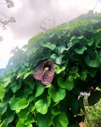 Image result for Pupalia grandiflora