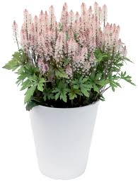 Check spelling or type a new query. Tiarella Pink Skyrocket Terra Nova Nurseries Inc