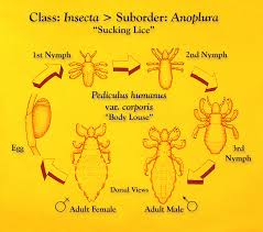Image result for lice life cycle