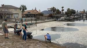 The angler may never even know that a strike occurred. Millions Of Fish Killed On Texas Coast In Winter Freeze Kiiitv Com