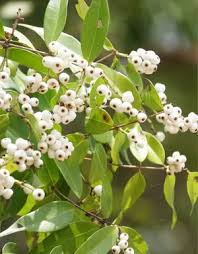 Image result for Eugenia malangensis