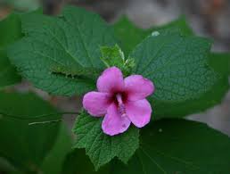 Image result for Urena