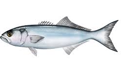 bluefish wikipedia