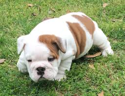 English bulldog puppies rescue mn. Adam Is A Piebald Male English Bulldog Puppy American Born And Raised With Champion Lines Being Sold With A One Bulldog Puppies Bulldog English Bulldog Puppy