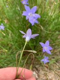 Image result for Wahlenbergia capillacea