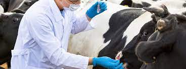 Generalmente, ovejas, cabras y ganado vacuno. La Fiebre Q Una Zoonosis Mas Preocupante De Lo Que Se Contemplaba