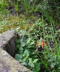 Image result for Conostomium natalense