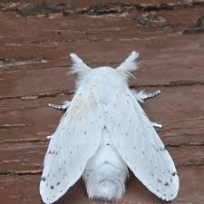 Image result for Artabotrys collinus