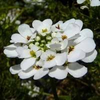 Zones us, ms, ls, cs, ts; Candytuft Facts