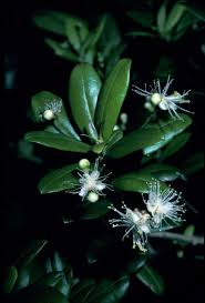Image result for Crossopetalum