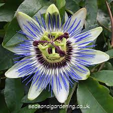 I have seen catalogs that advertise passion flower vine 'maypop' as being hardy to zone 5. Passiflora Passion Flower Planting And Growing Climbers