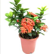 Image result for Ixora seretii