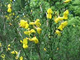 Broom Shrub Simple English Wikipedia The Free Encyclopedia