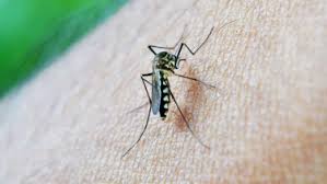 Sejauh ini ilmuwan belum mengetahui apakah virus zika bisa ditularkan antara manusia. Ada Virus Baru Disebarkan Nyamuk Gejalanya Mirip Zika
