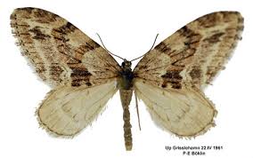 Image result for Trichopteryx