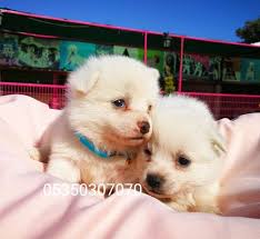 Pomeranian Spitz Yavrular Pomeranian Spitz Yavrular Kopek Kopekseverler Kopeksahiplendirme Kopekyavrusu Evcilhayvan Evcilha Cute Dogs Pomeranian Dogs