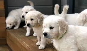 Golden labrador retriever puppies for sale. Labrador Retriever Puppies For Sale Home Facebook