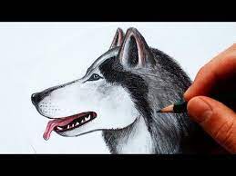 speed drawing chien husky youtube coloriage de printemps
