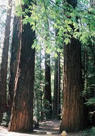 How old are the redwoods. Redwood Trees In Big Sur California