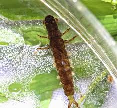 Image result for Microcoelia physophora