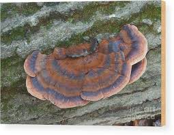 Image result for Ischnoderma resinosum