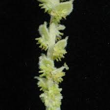 Image result for Cissampelos mucronata