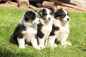Der berner sennenhund ist einer der bekanntesten der schweizer sennenhunde und ist für folgende merkmale sämtliche angebote und gesuche zum thema berner sennenhund (welpen, ausgewachsene tiere) finden sie hier und auf den nächsten seiten! Seriose Australian Shepherd Zuchter Finden Myaustralianshepherd De
