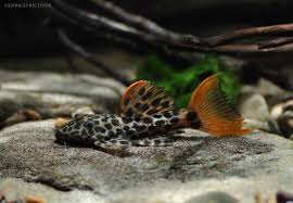 You can also choose from cactus dry cactus, as well as from plastic dry cactus, and whether dry cactus is indoor plants. Pseudacanthicus Cf Leopardus L114 Lda007 Demini Leopard Cactus Pleco L114 Lda007 Seriously Fish