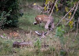 The python seemed to be winning, but the leopard managed to catch it - then bit off the snake's head - Telegraph - Telegraph