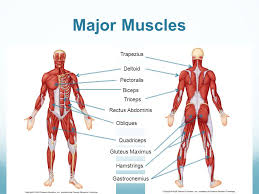 It joins the iliacus muscle to form the iliopsoas. Human Anatomy Ppt Video Online Download