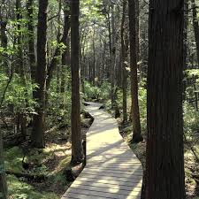 For walking the cedar swamp trail in high point state park's dryden kuser natural area. The 28 Most Popular Hikes In Massachusetts According To Google And Instagram