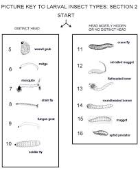 Exact Pond Life Identification Chart 2019