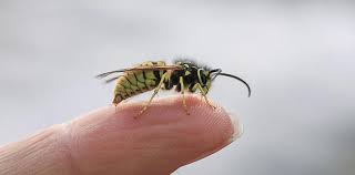 Was Tun Bei Wespenstich Wirksame Erste Hilfe Massnahmen