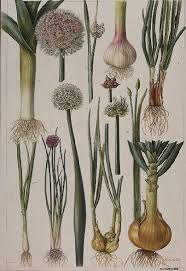 Bridgeman Images Botanicheskie Risunki Botanicheskie Illyustracii Botanicheskie Printy