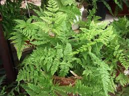 Image result for Pteris dentata