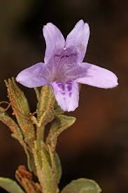 Image result for Dyschoriste trichocalyx