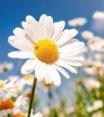 Maybe you would like to learn more about one of these? Buy Shasta Daisy Wholesale Online Mail Order Nursery