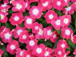 Also, explore when and how to apply fertilization. Growing Tough Crops Vinca Pro Mix Greenhouse Growing