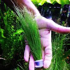 Image result for Eleocharis variegata
