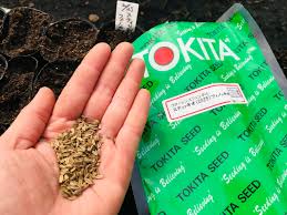 スティッキオ フィノッキオの種まき | 北海道産の美味しいビーツや西洋野菜、北海道米ふっくりんこや各種野菜の事なら愛情込めて無農薬栽培しているNK2  FARMへ