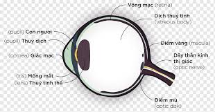 Posted by wannura di 1 ogos 2012. Goggles Eye Magnifying Glass Anatomy Glasses Eye Kaca Orang Anatomi Png Pngwing