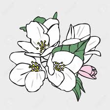 Très jolie présentation de #weeklylog pour #bulletjournal. Vector Drawing Of Flowers And Leaves Of Apple Trees Hand Drawn Royalty Free Cliparts Vectors And Stock Illustration Image 147443946