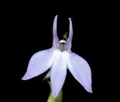 Image result for Lobelia flaccida