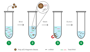 What Is Rna Seq And Why Use Rna Sequencing