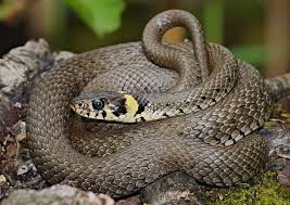 About 600 species are venomous, and. Grass Snake Wikipedia