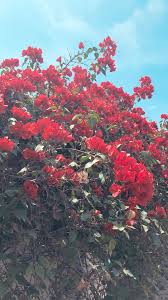 Check spelling or type a new query. Aesthetic Flowers Wallpapers Wallpaper Cave