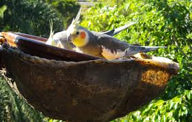 Resultado de imagen de imagenes de loro parque