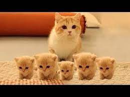Tonton video nya sampai habis ya. Photo Anak Kucing Lucu