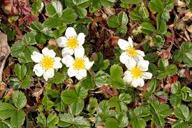 Image result for Fragaria chiloensis